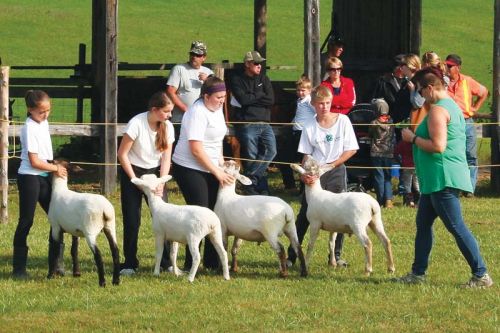 4Hers brought their sheep to the Maberly Fair for the first time this year.